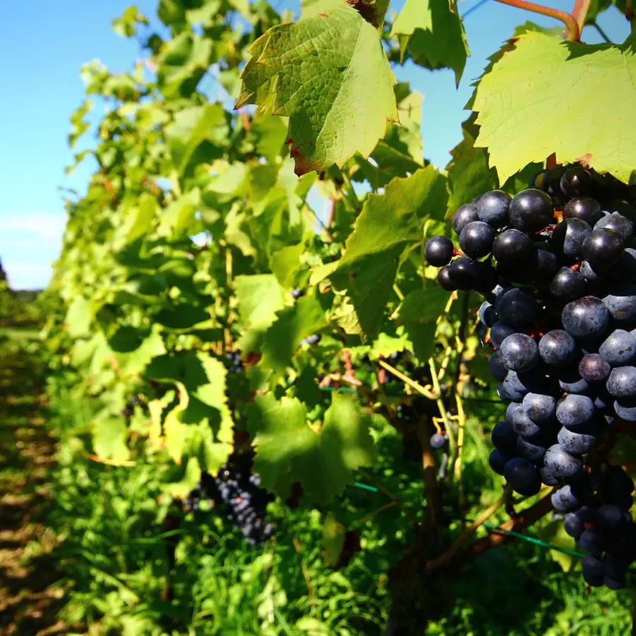 Beleef lokale wijnen in Berg en Dal